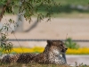 20090502 SanDiegoWildlifePark49.jpg